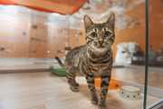 bookingcat